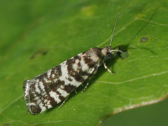 Epinotia tedella