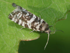 Epinotia tedella