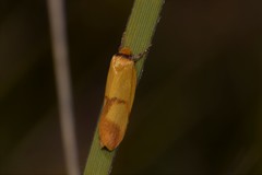 Plectobela ecliptica