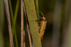 Plectobela ecliptica