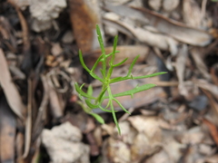 Haloragis heterophylla