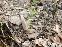 Haloragis heterophylla