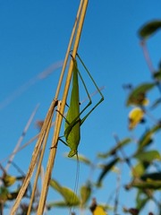 Phaneroptera falcata