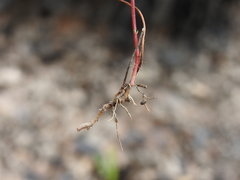 Haloragis heterophylla