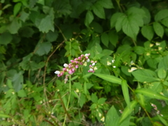 Persicaria mitis