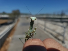 Iris oratoria