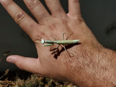 Iris oratoria