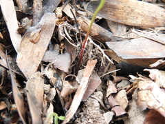 Haloragis heterophylla