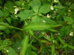 Persicaria mitis