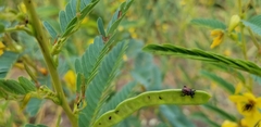 Chalcodermus collaris