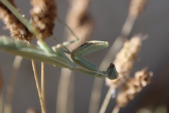 Iris oratoria