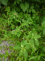 Persicaria mitis