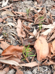 Haloragis heterophylla