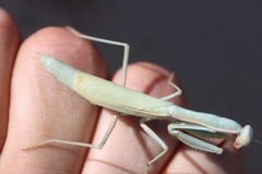 Iris oratoria
