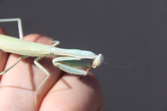 Iris oratoria