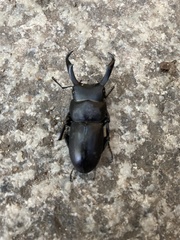 Dorcus rectus rectus