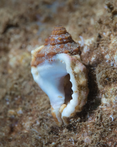 Cymatium muricinum observed 2021-09-04