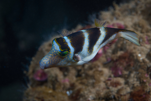 Banded sharpnose pufferfish (Canthigaster coronata) — Tetraodontidae — 3
