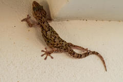 Chondrodactylus turneri