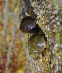 Littorina saxatilis