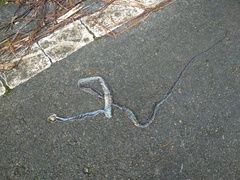 Dendrelaphis ngansonensis