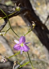 Thysanotus manglesianus