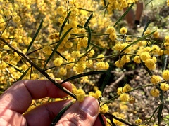 Acacia ausfeldii