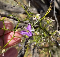 Thysanotus manglesianus