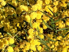 Acacia ausfeldii