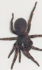 Seqocrypta jakara