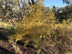 Acacia ausfeldii