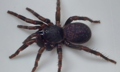 Seqocrypta jakara