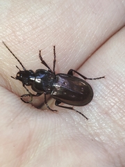 Pterostichus jurinei