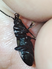 Pterostichus jurinei