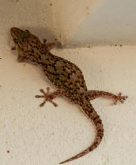 Chondrodactylus turneri