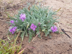 Oxytropis lanata