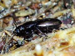 Pterostichus jurinei