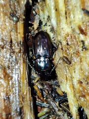 Pterostichus jurinei