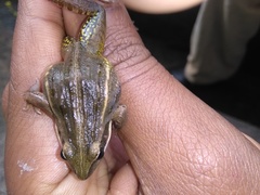 Ptychadena erlangeri