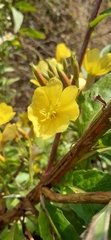Oenothera chicaginensis