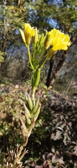 Oenothera chicaginensis