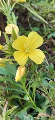 Oenothera chicaginensis