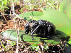 Brachycerus apterus