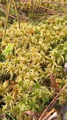 Sphagnum riparium