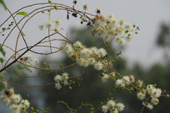 Mimosa bimucronata