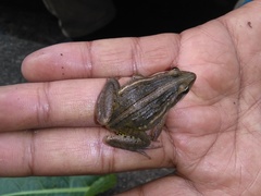 Ptychadena erlangeri