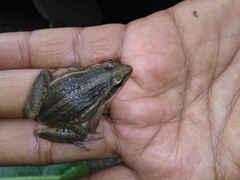 Ptychadena erlangeri