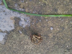 Ptychadena erlangeri