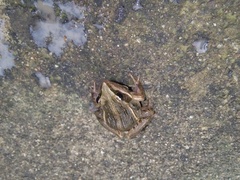 Ptychadena erlangeri