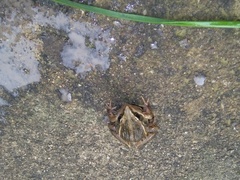 Ptychadena erlangeri